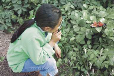Butterfly exploration