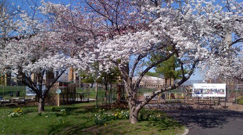 Cherry Blossom Festival at Randall's Island Urban Farm 