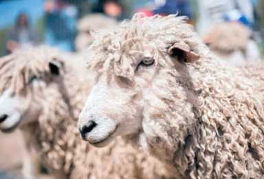 It’s a Fleece of a good time