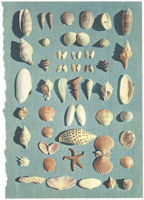Seashell Dreams