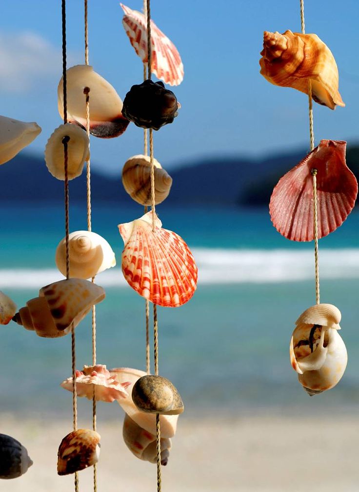Seashell Dreams