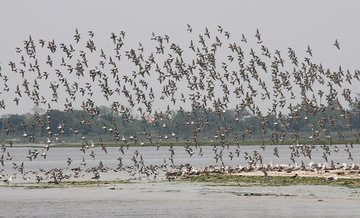 10th Annual Shorebird Festival at the Jamaica Bay Wildlife Refuge 