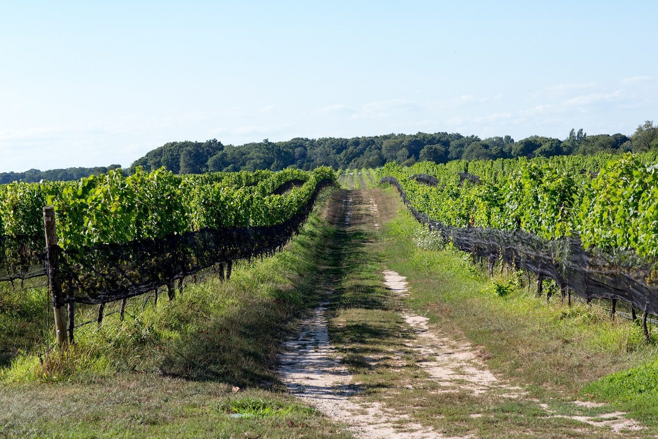 North Fork Wine Country