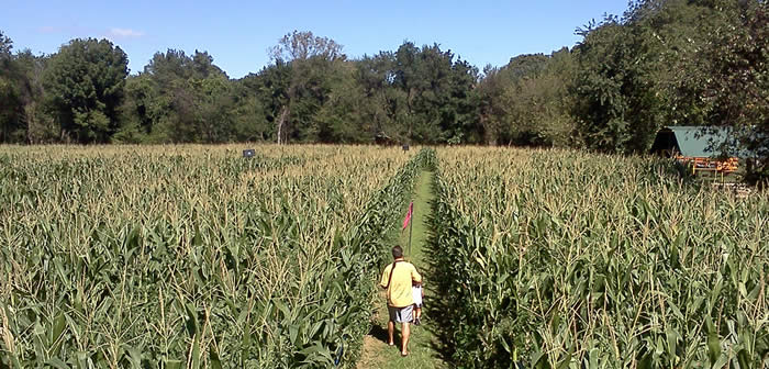 The Amazing Maize Maze