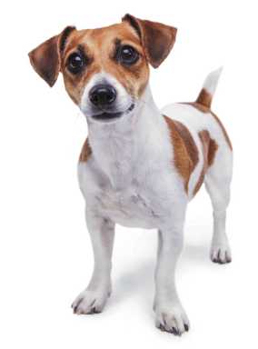 Naughty foods to avoid giving to your pooch