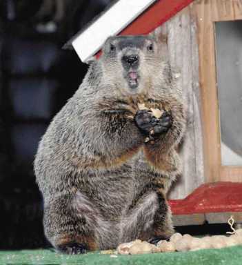 It’s Groundhog Day!
