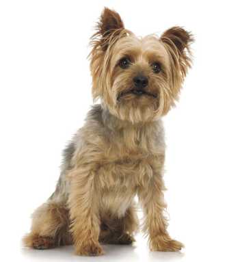 Responsible pet ownership