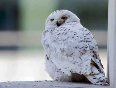 Enjoy an Owl prowl