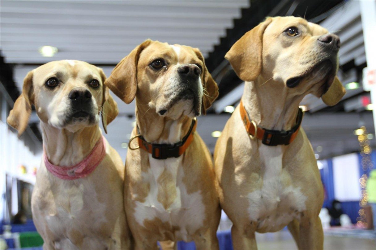 AKC Meet the Breeds at Piers 92 & 94
