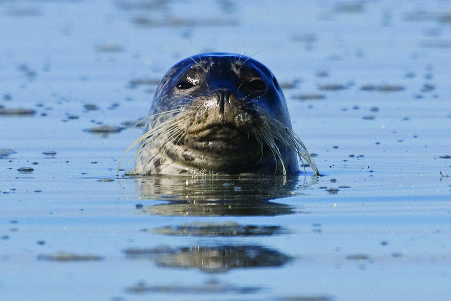 harbor_seal_Mike_Baird_Flickr_Creative_Commons_License