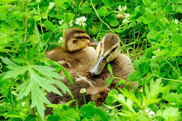 Easter Weekend Celebration at the Bronx Zoo