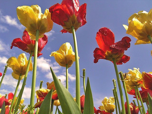 5. Spring is in bloom!