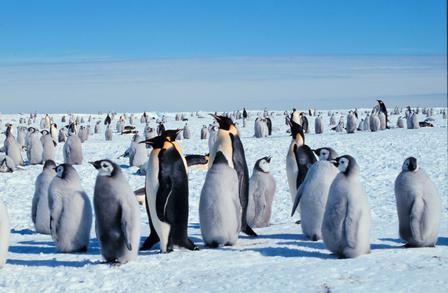 Milstein Science Series: Wild Antarctica at AMNH 