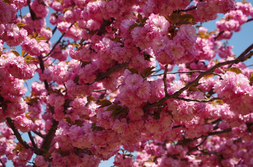 Cherry Blossom Festival on Randall's Island