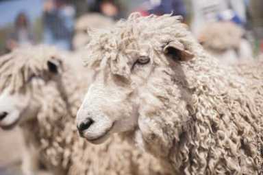 Fleece fun at the farm