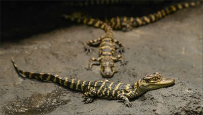 American alligator hatchlings
