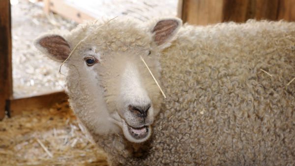 Fleece Festival at the Prospect Park Zoo
