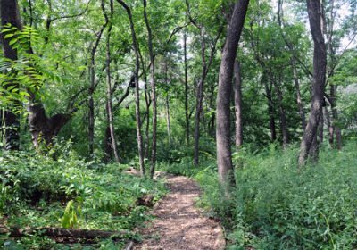 Explore the Hallett Nature Sanctuary in Central Park 