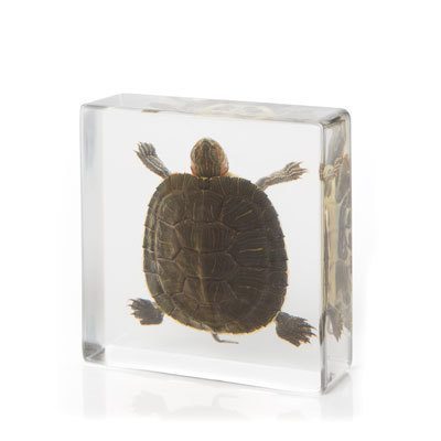 Pond Turtle in Resin from the Evolution Store