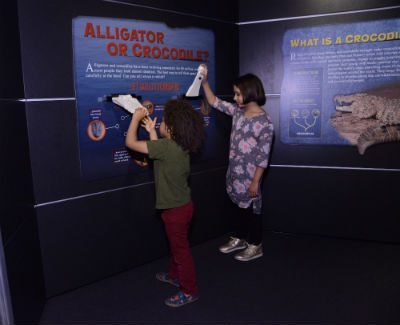 Skull replicas