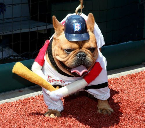 Bark in the Park at MCU Park