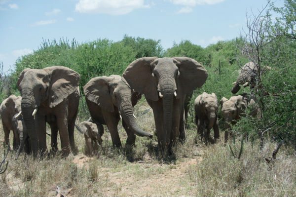 World Elephant Day Weekend at the Bronx Zoo