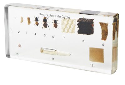 Lifecycle of Honey Bee in Resin from the Evolution Store