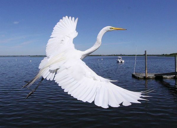 11th Annual Shorebird Festival at Jamaica Bay Wildlife Refuge