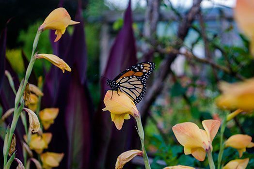 Nature Program: Monarch Migration at Wave Hill