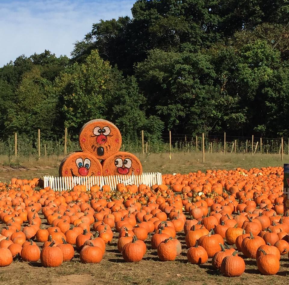 Demarest Farms