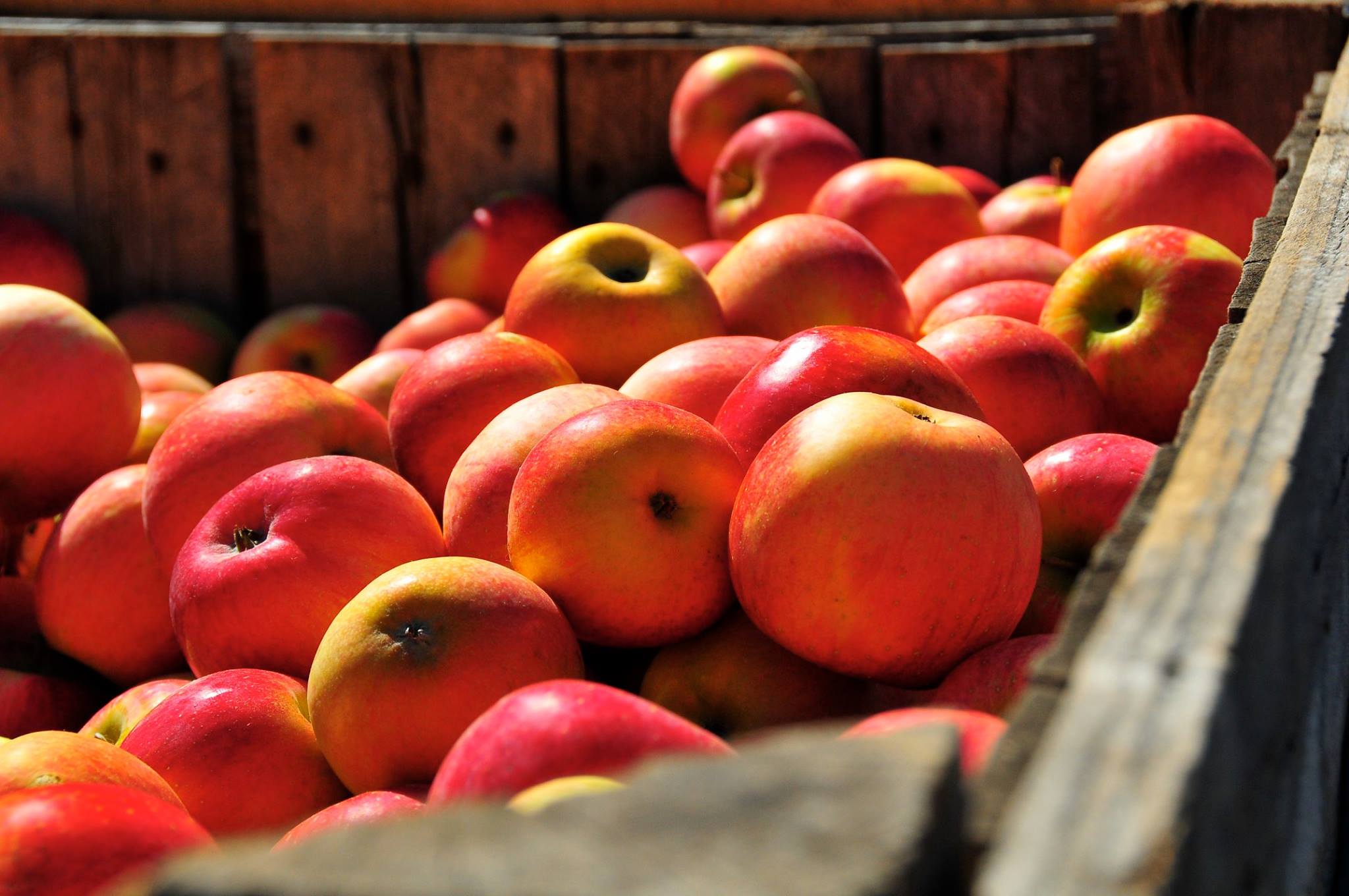 Outhouse Orchards