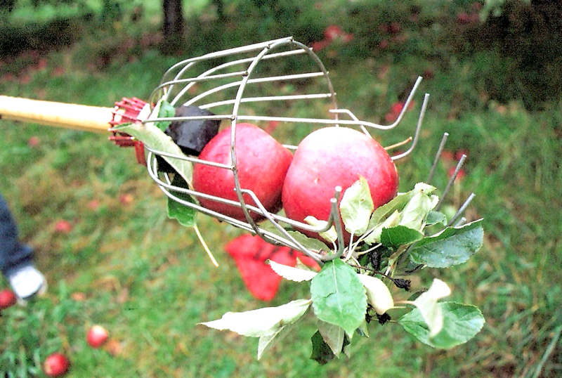Masker Orchards