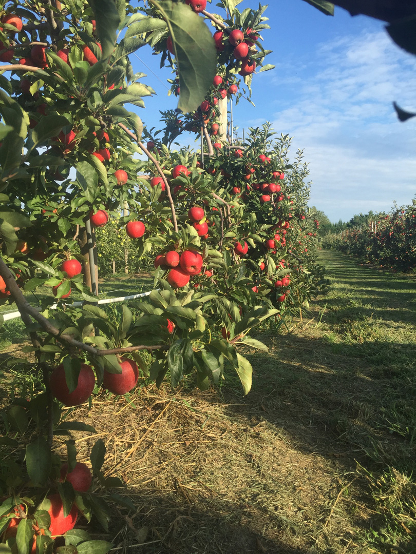 Hank's Pumpkintown & Orchard