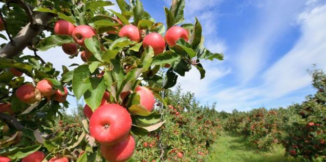 Apple Dave’s Orchards