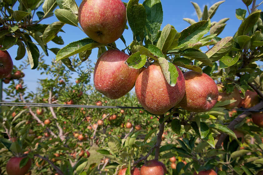 The Best Farms For Apple & Pumpkin Picking Near NYC