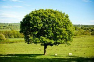 5354078089_7f41de3010_z-300x199