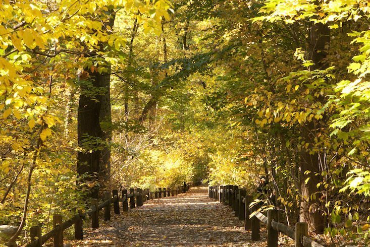 Fall Forest Weekends at New York Botanical Garden