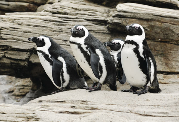 Have breakfast with the animals and meet the penguins at the New York Aquarium