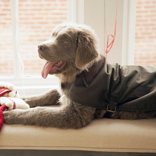 Barbour Wax Dog Coat from Tuckernuck
