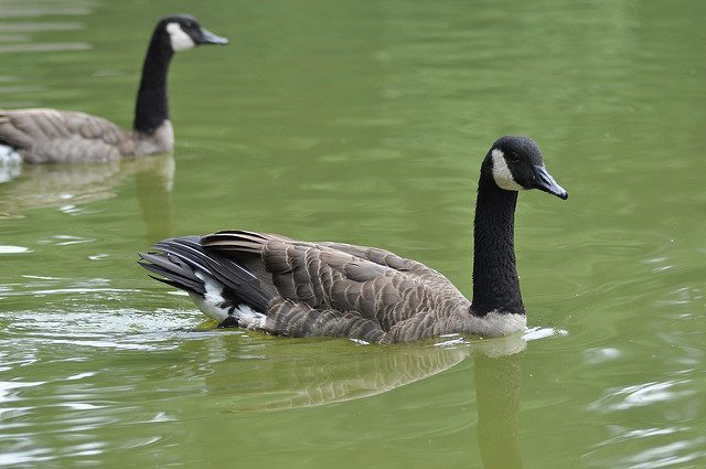 Early Morning Bird Walk: Bring in the New Year with Birds in Prospect Park
