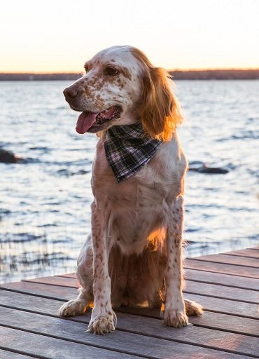 Kiel James Patrick Twin Birch Hammock Adventure Bandana