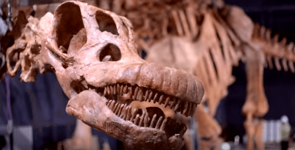 “The Titanosaur” Exhibit at the American Museum of Natural History