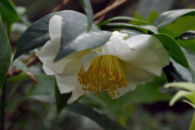 Lunar New Year Plants Tour at Brooklyn Botanic Garden