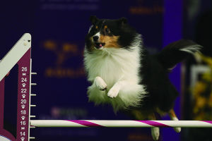 8th Annual AKC Meet the Breeds at Piers 92 and 94