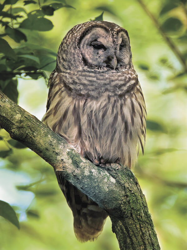 Hoo: Spot some owls at Alley Pond Park Adventure Center