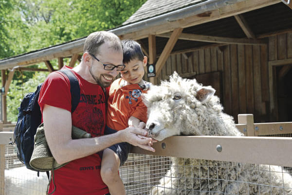 Shear excitement! Prospect Park Zoo sheep get their summer haircuts at annual Fleece Festival