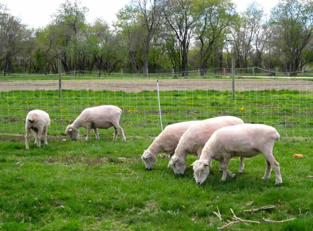 Spring Sheep Shearing At Queens County Farm Museum