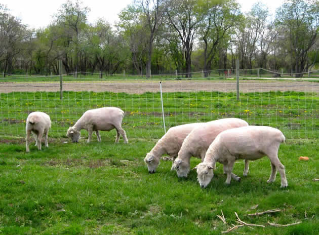 Spring Sheep Shearing At Queens County Farm Museum