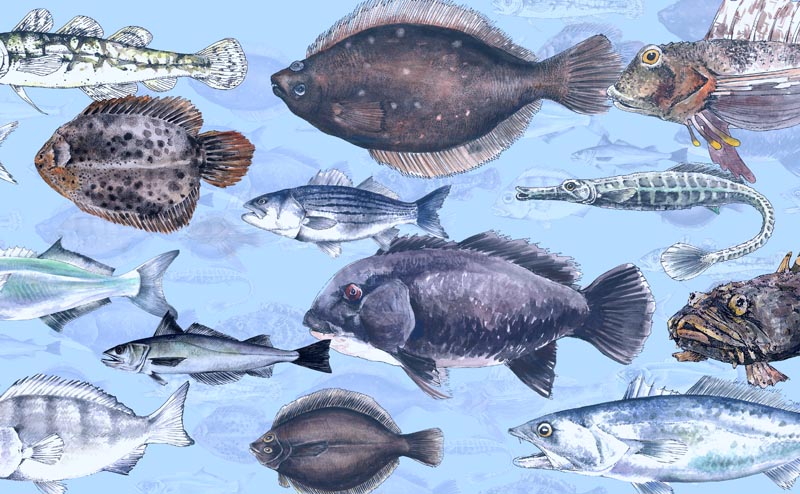World Science Festival: The Great Fish Count
