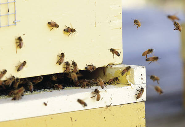 Bee-lieve it: Meet bees up close at Wave Hill